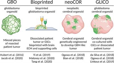 Frontiers | Organoid Models Of Glioblastoma And Their Role In Drug ...